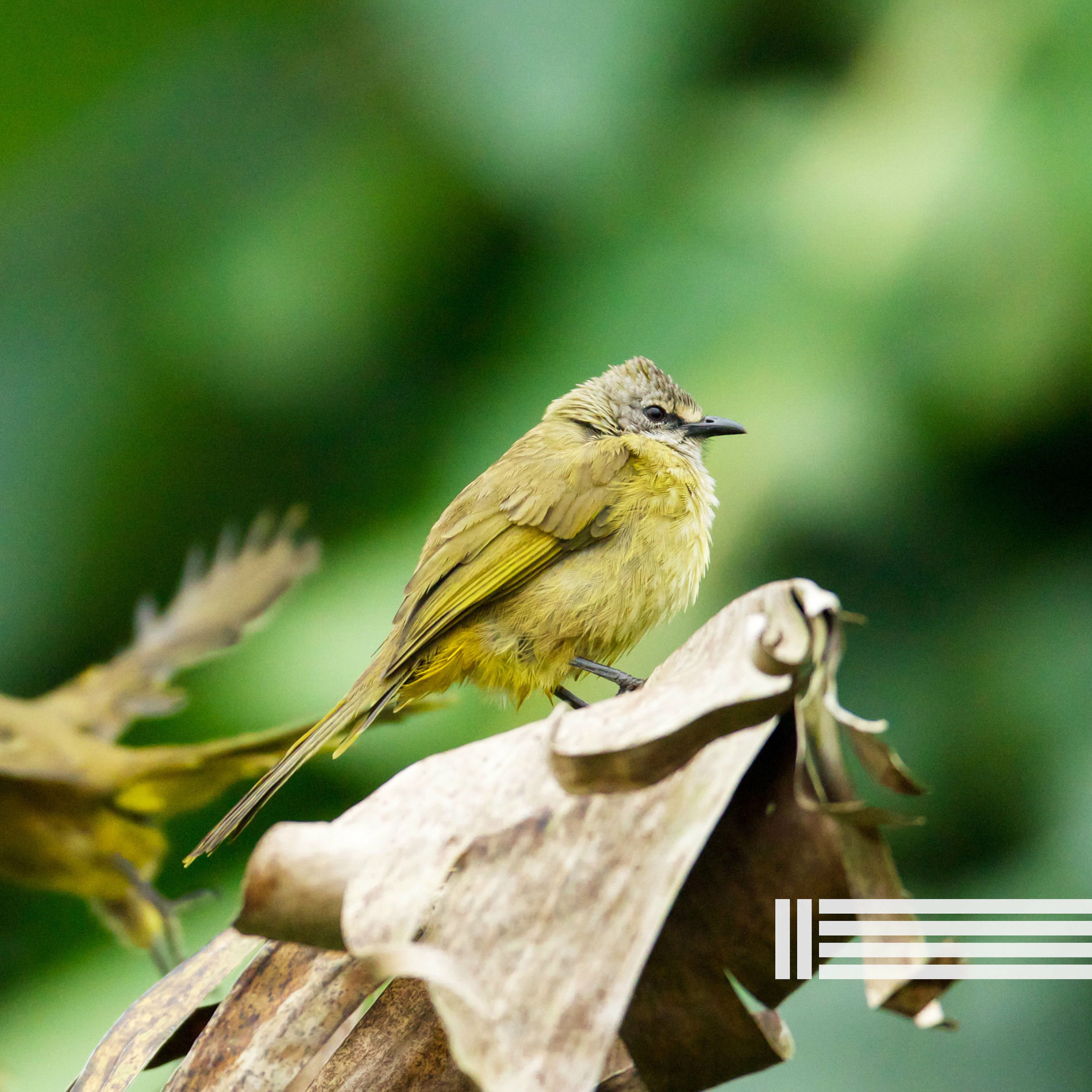 Album cover of Gazouillement Des Oiseaux Dans La Forêt (Boucle)