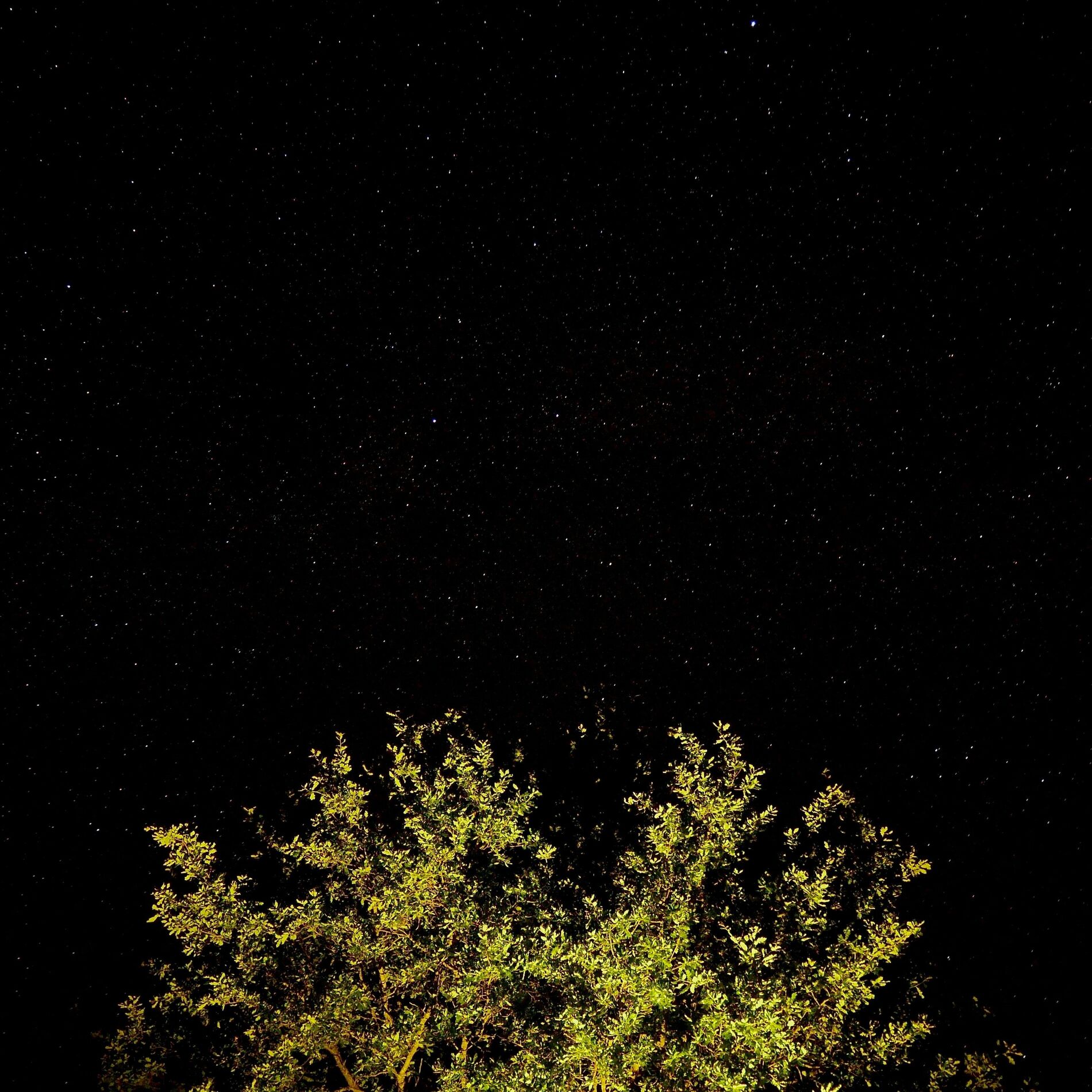 Album cover of Starry Night