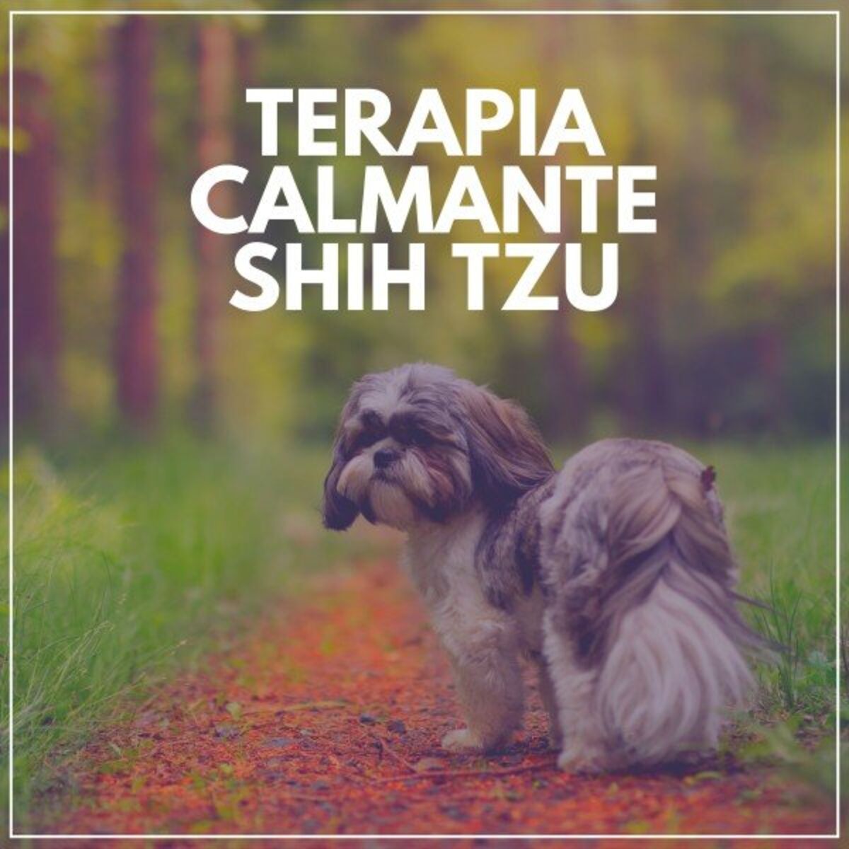 Album cover of Terapia Calmante Shih Tzu