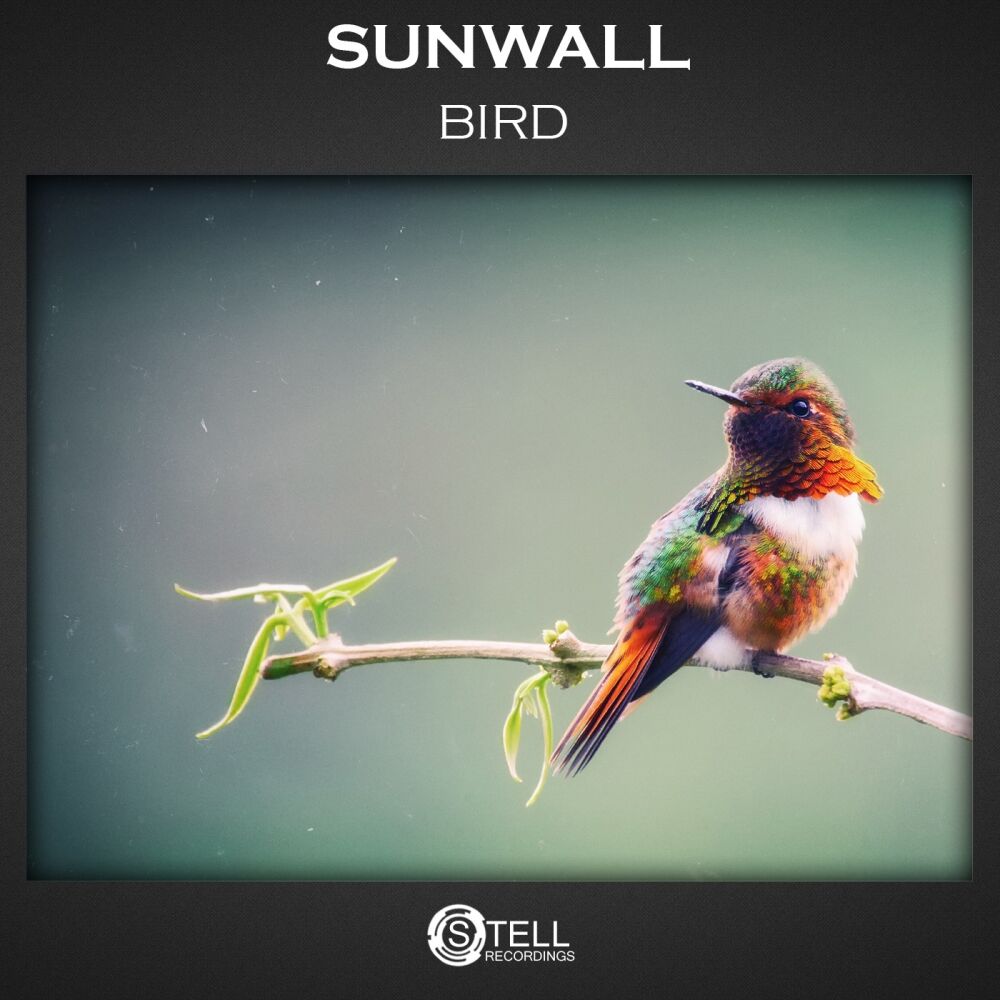 Picture of Bird