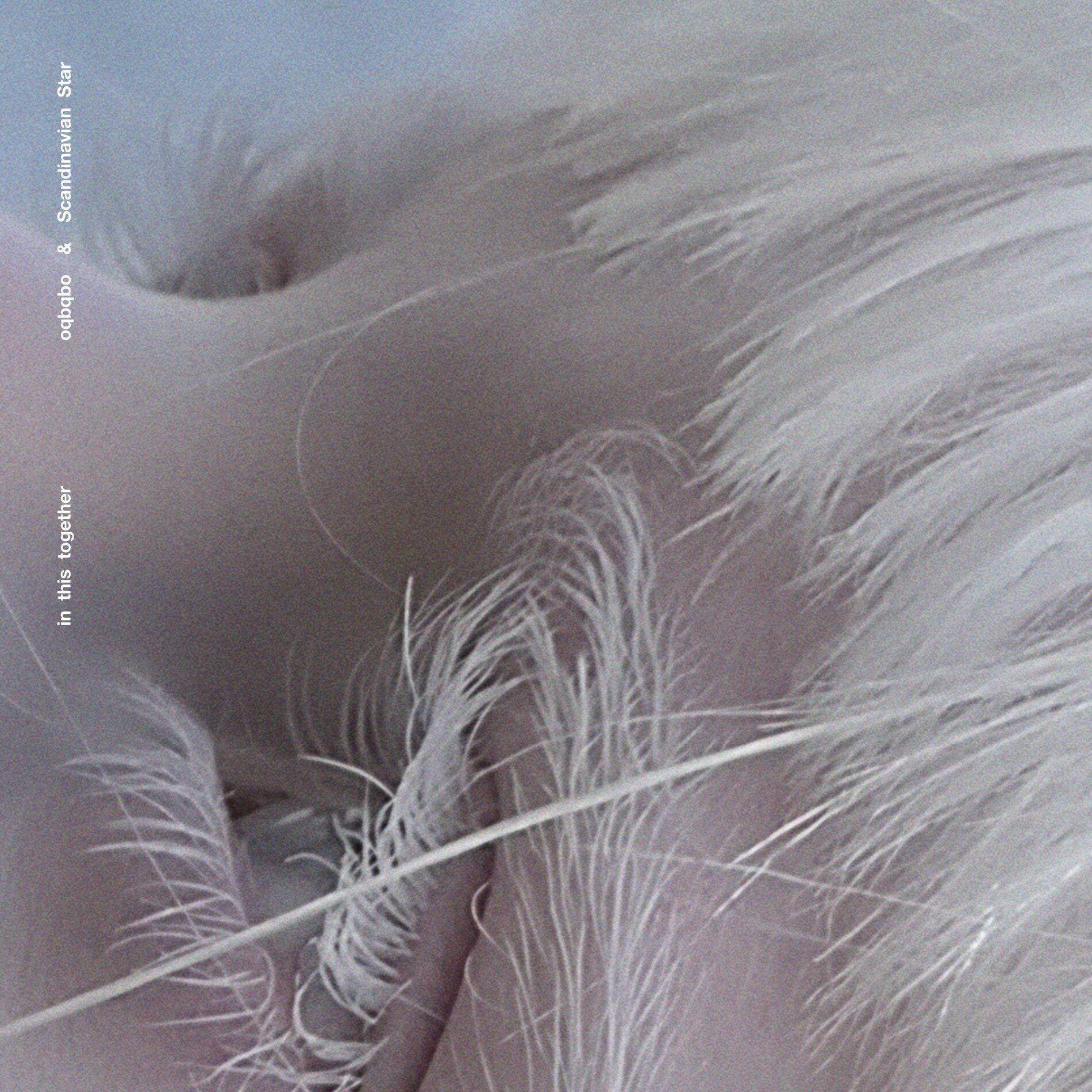 Album cover of In This Together