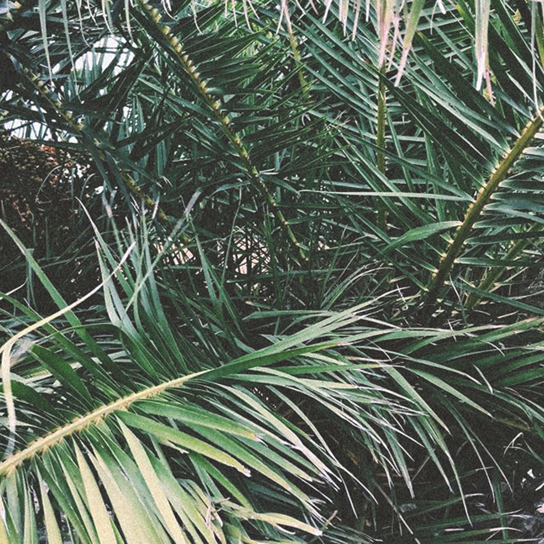Album cover of grnsh