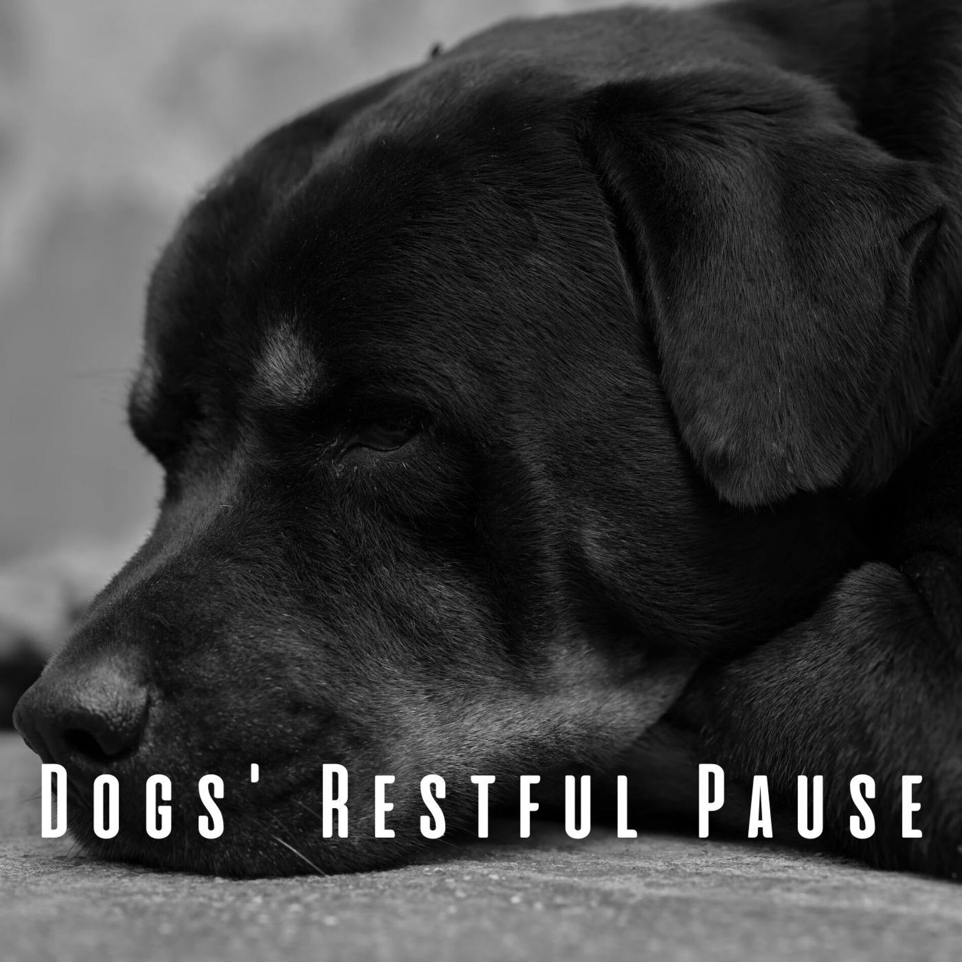 Album cover of Dogs' Restful Pause: Ambient Music Lullaby