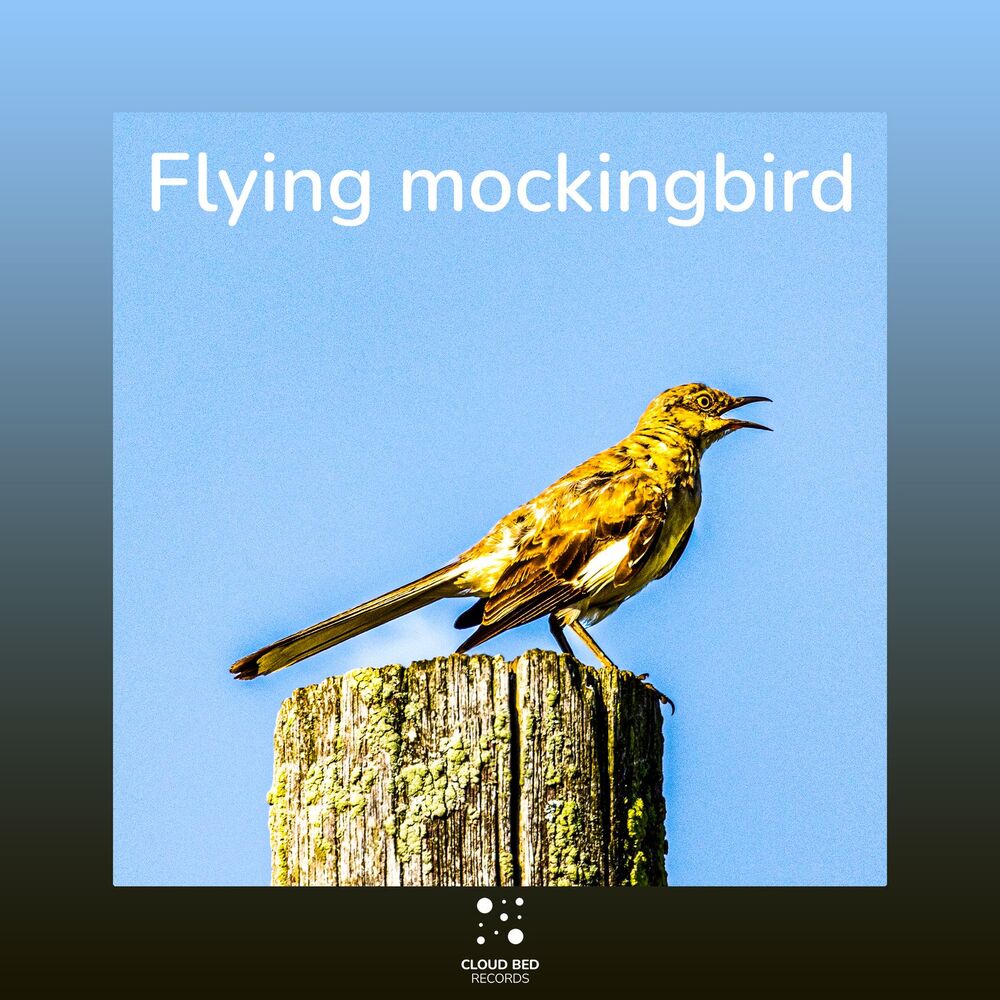 Picture of Flying mockingbird