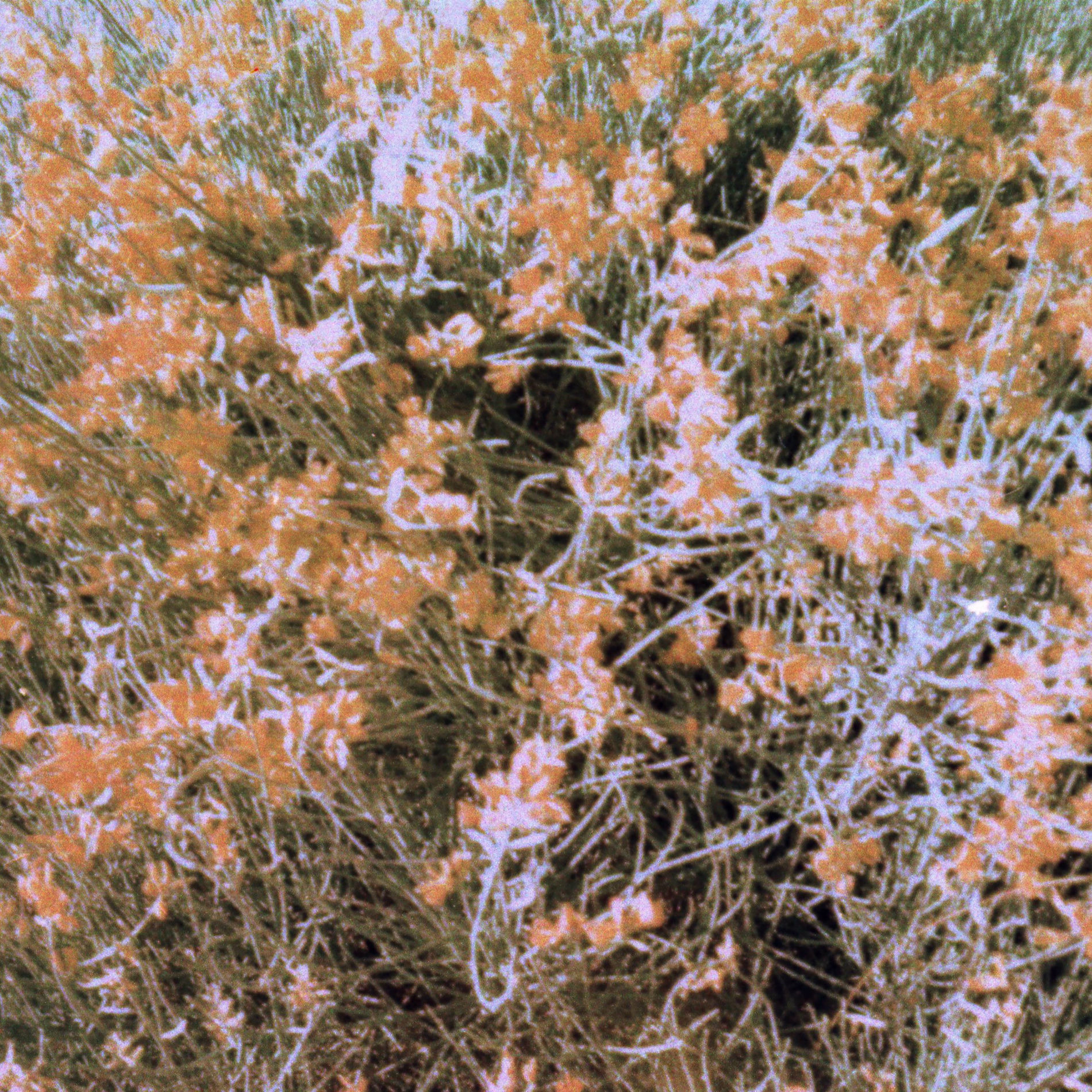 Album cover of Lucecitas