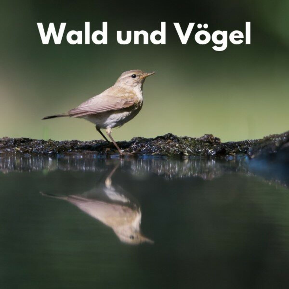 Album cover of Singende Vögel