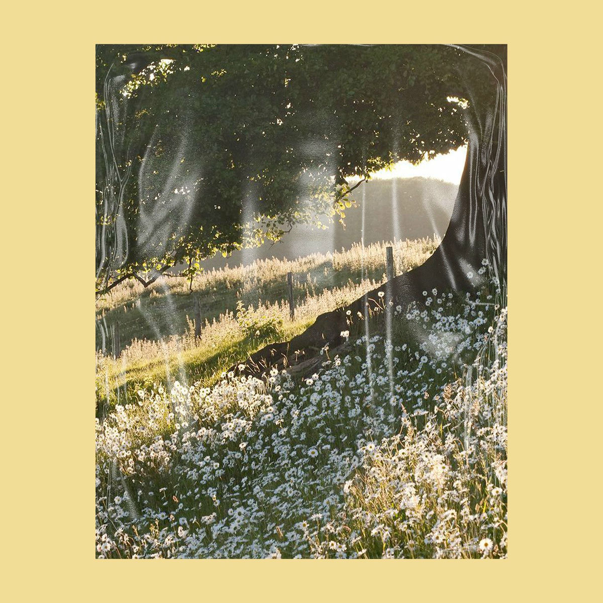Album cover of Daisies Garden