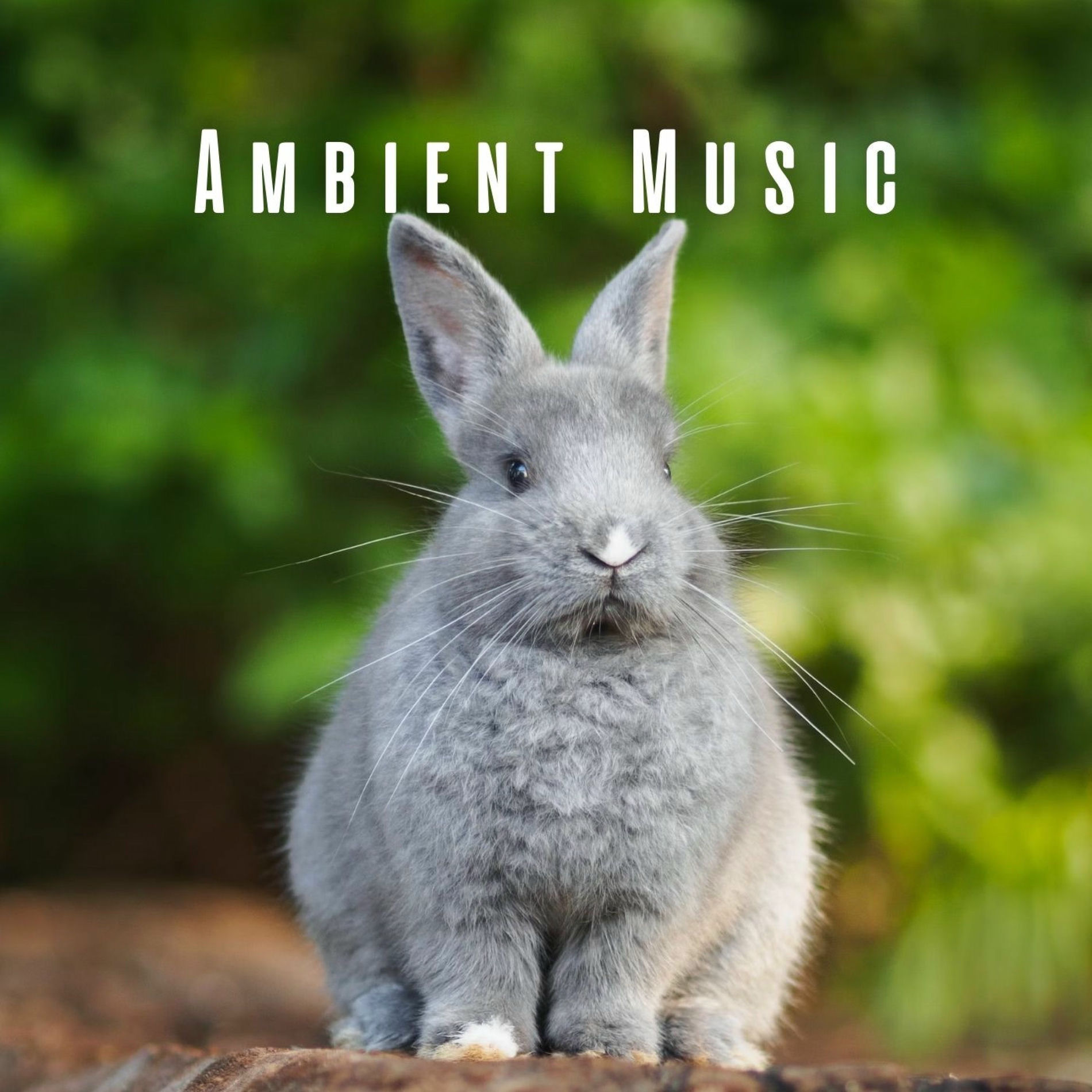 Album cover of Ambient Music: Gentle Journeys with Pets