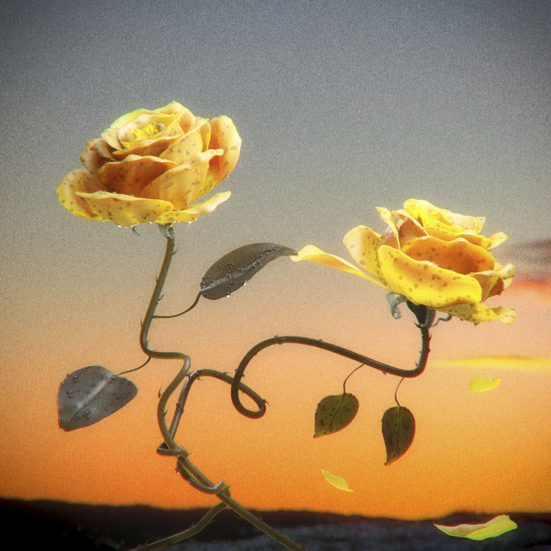 Album cover of Pétalas