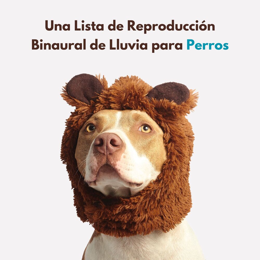 Picture of Una Lista De Reproducción Binaural De Lluvia Para Perros