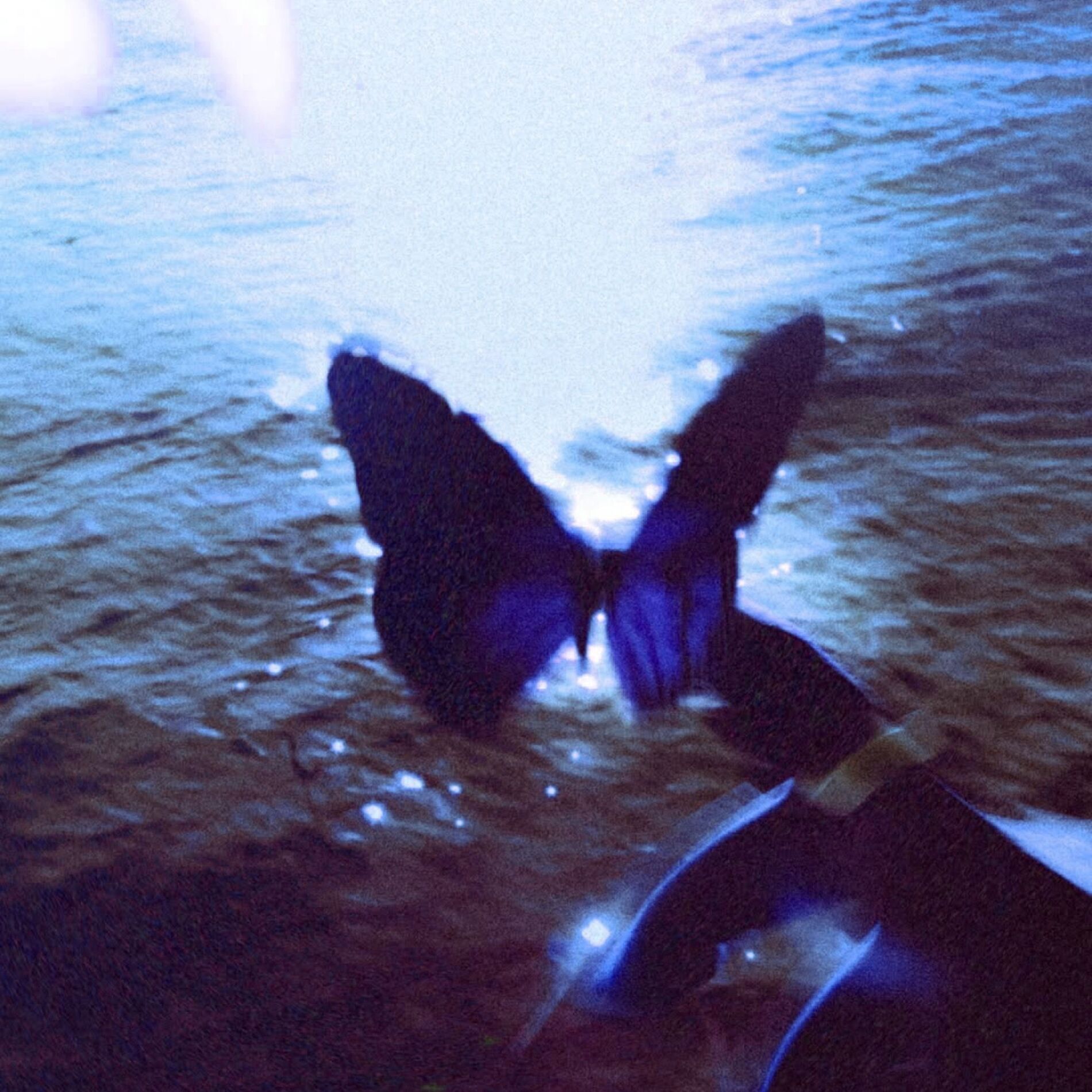 Album cover of Paradise