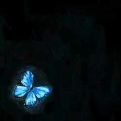 Cover of butterfly