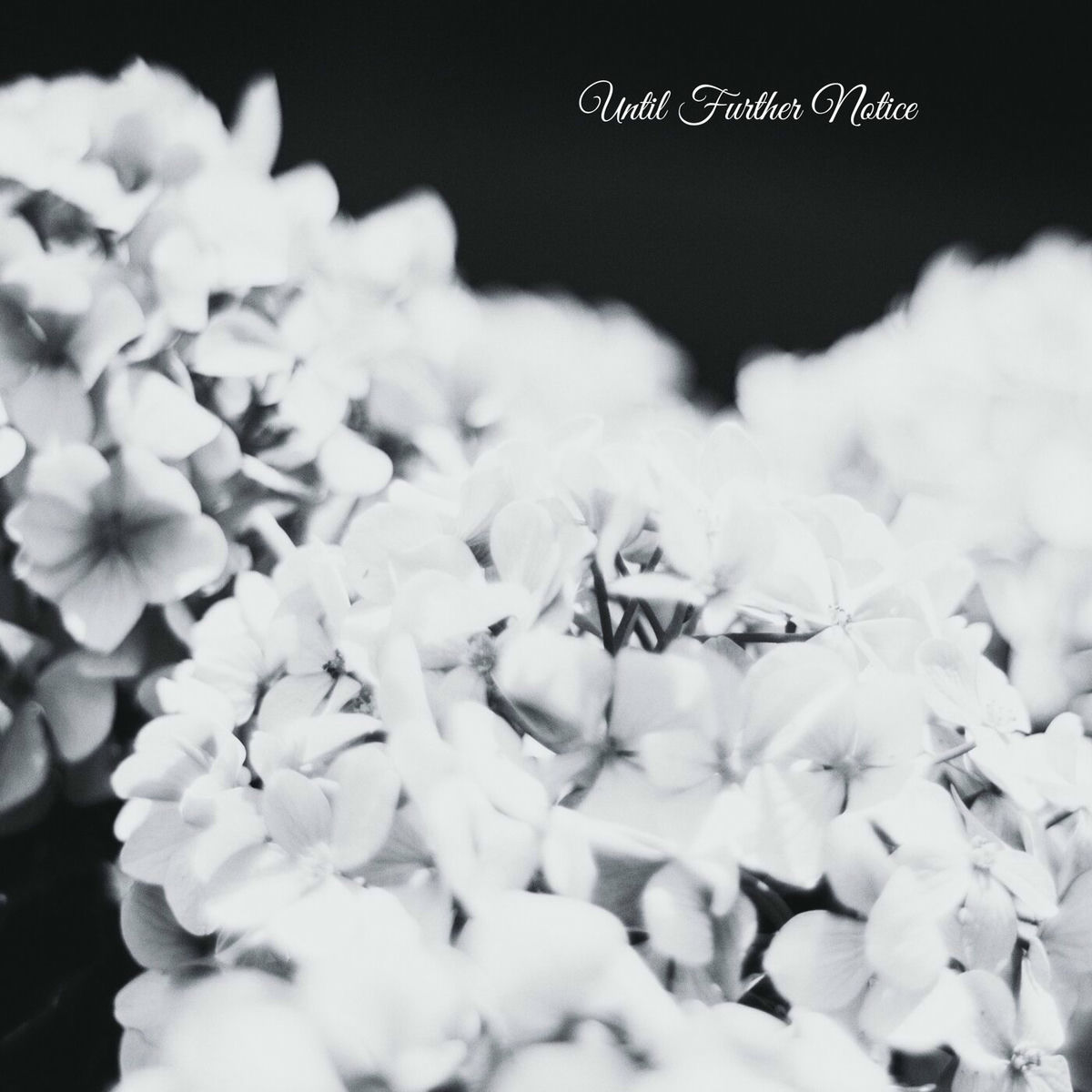 Album cover of Until Further Notice