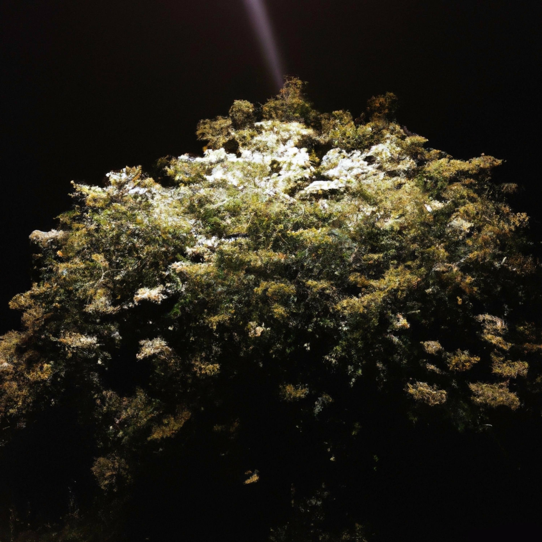 Album cover of elderflower (feat. remote & Steve276)