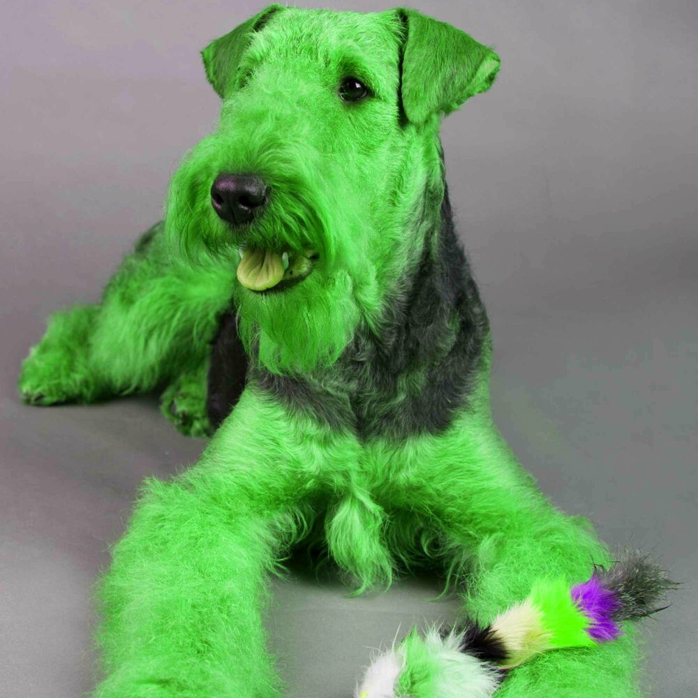 Picture of Echoes of Mellow Pooches