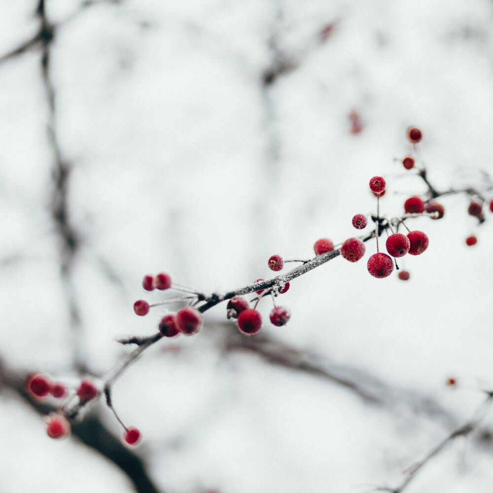 Picture of Mistletoe by the Fireside: 20 Essential Christmas 2018 Tunes