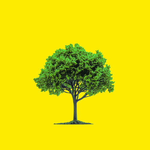 Moments yumi – To be a tree – Single