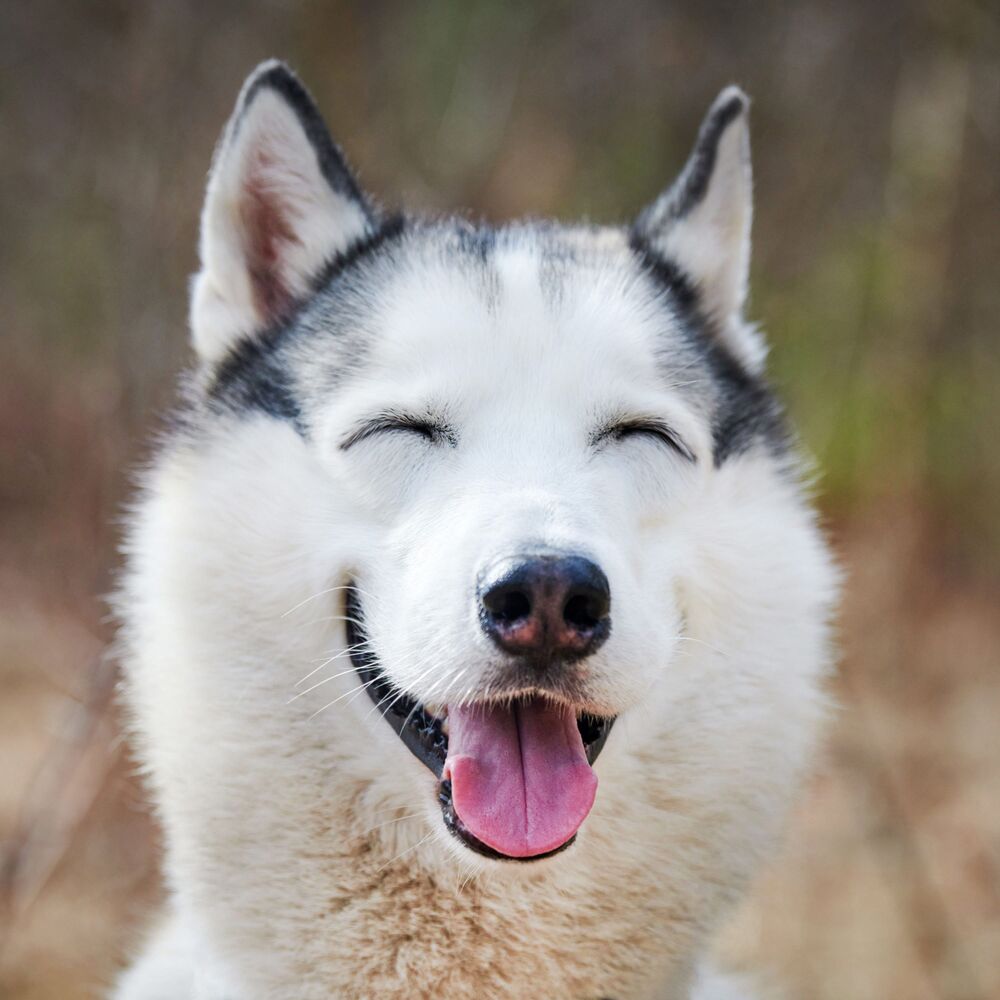 Picture of Joyful Bark Echoes: Piano for Doggy Joy