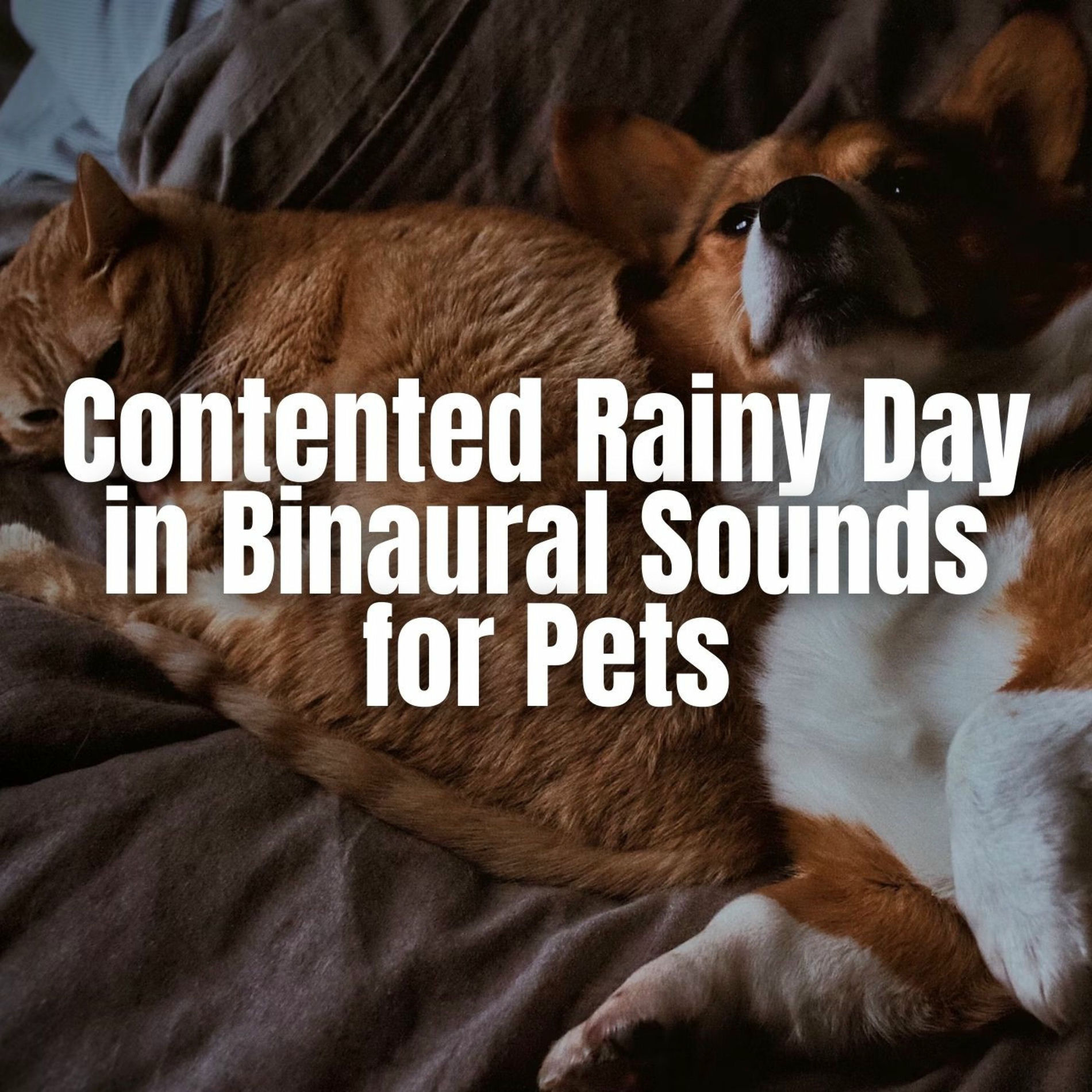 Album cover of Contented Rainy Day in Binaural Sounds for Pets