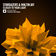 Closer To Your Light (Extended Mix) by Stargazers album cover