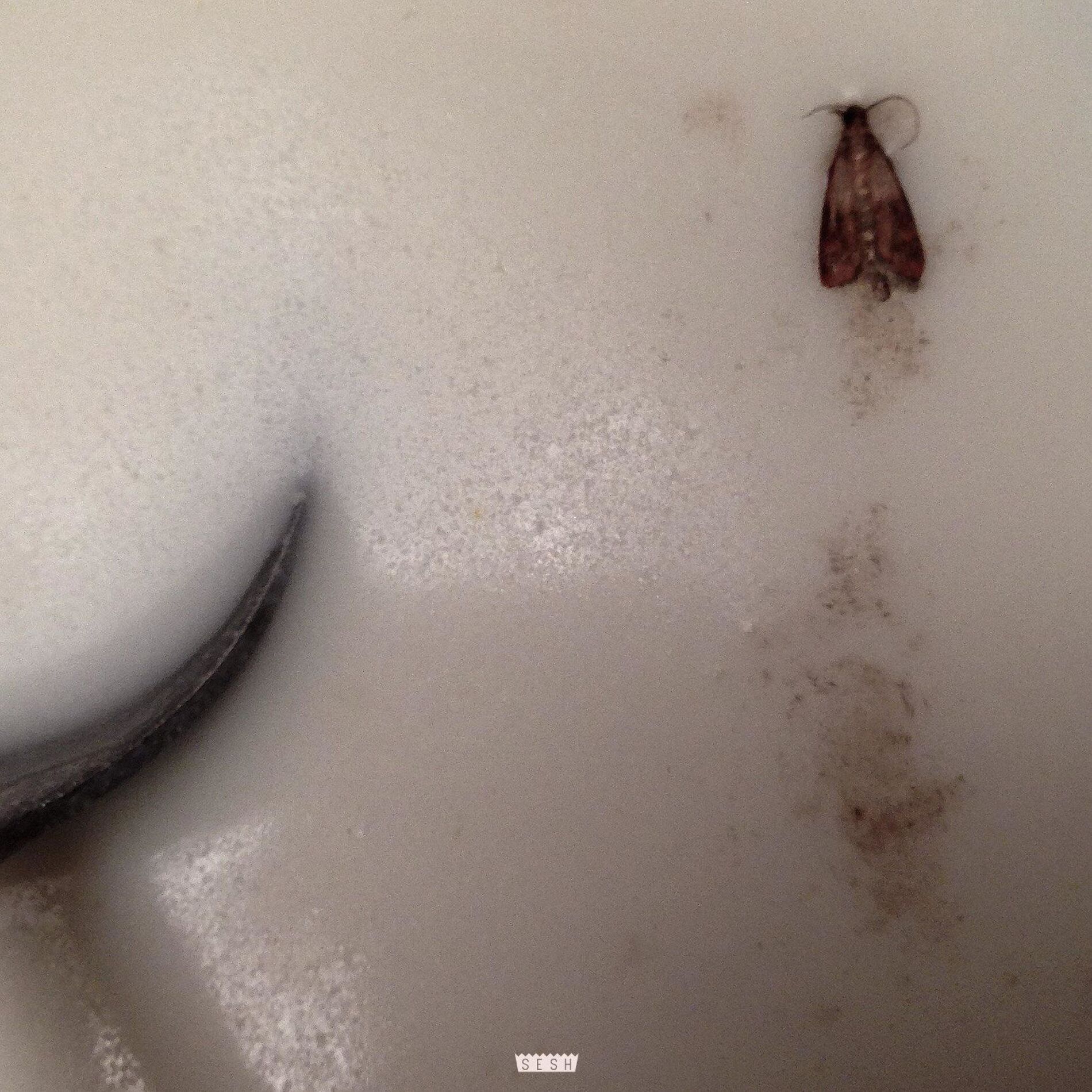 Album cover of Mothmilk (feat. BONES)