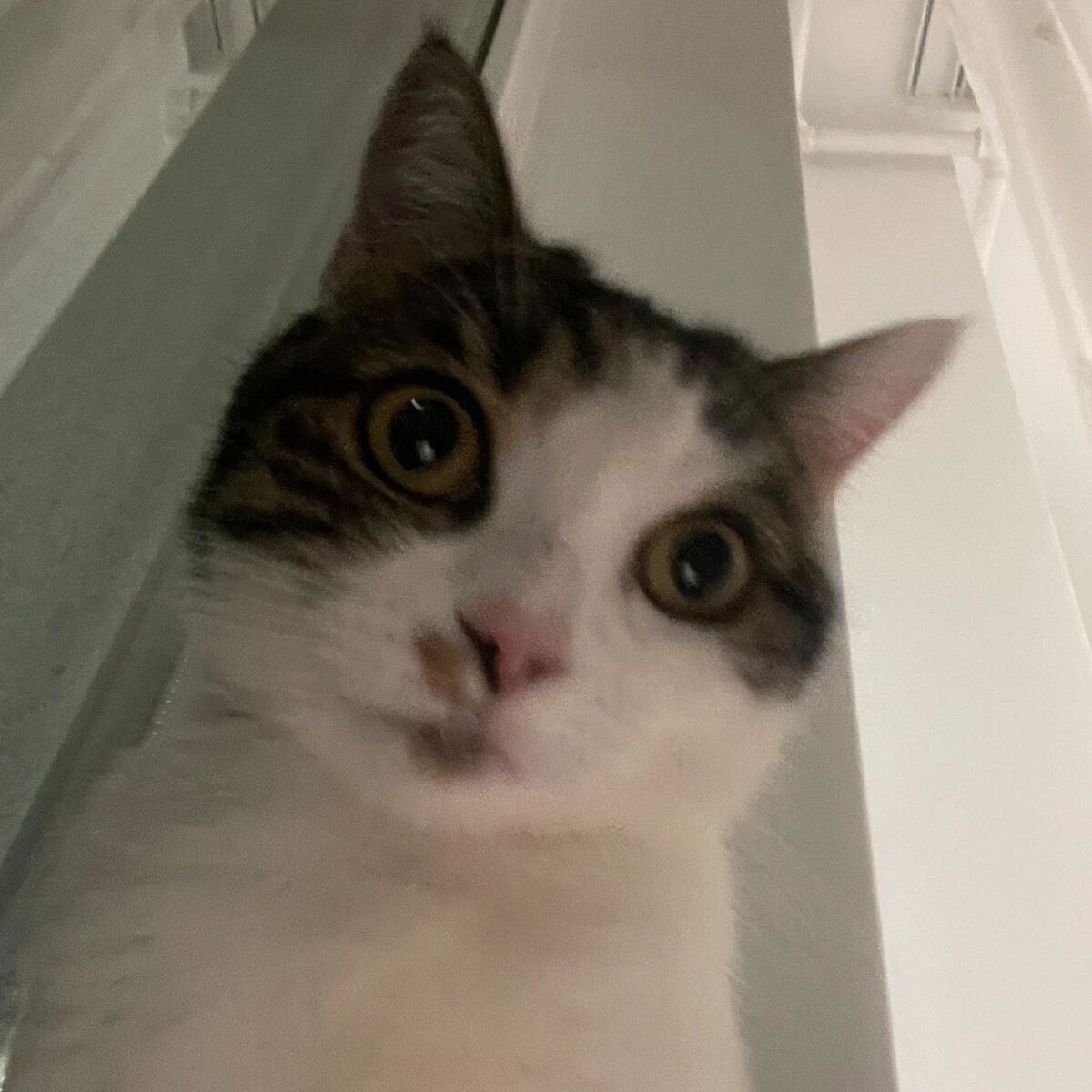 Album cover of hi i'm dory, let's go - tiktok version
