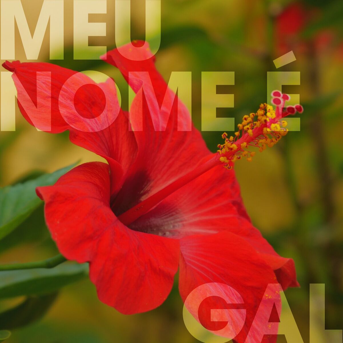 Album cover of Meu Nome É Gal