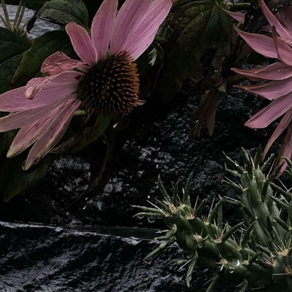 Picture of Purple Coneflower