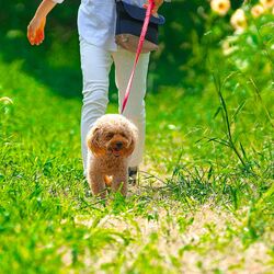 Cover of Pet Retreat: Binaural Melodies for Nature's Comfort