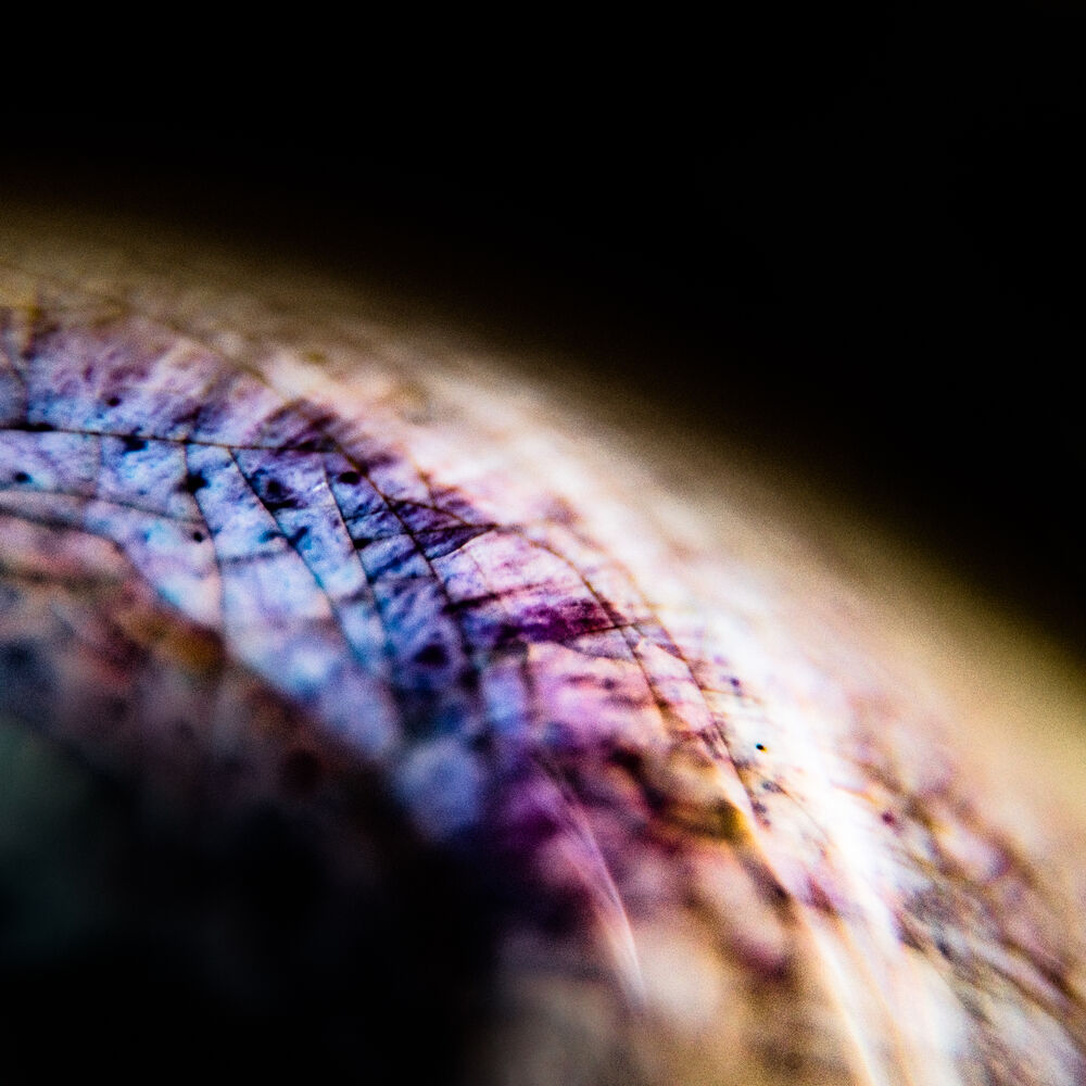 Picture of Eye II