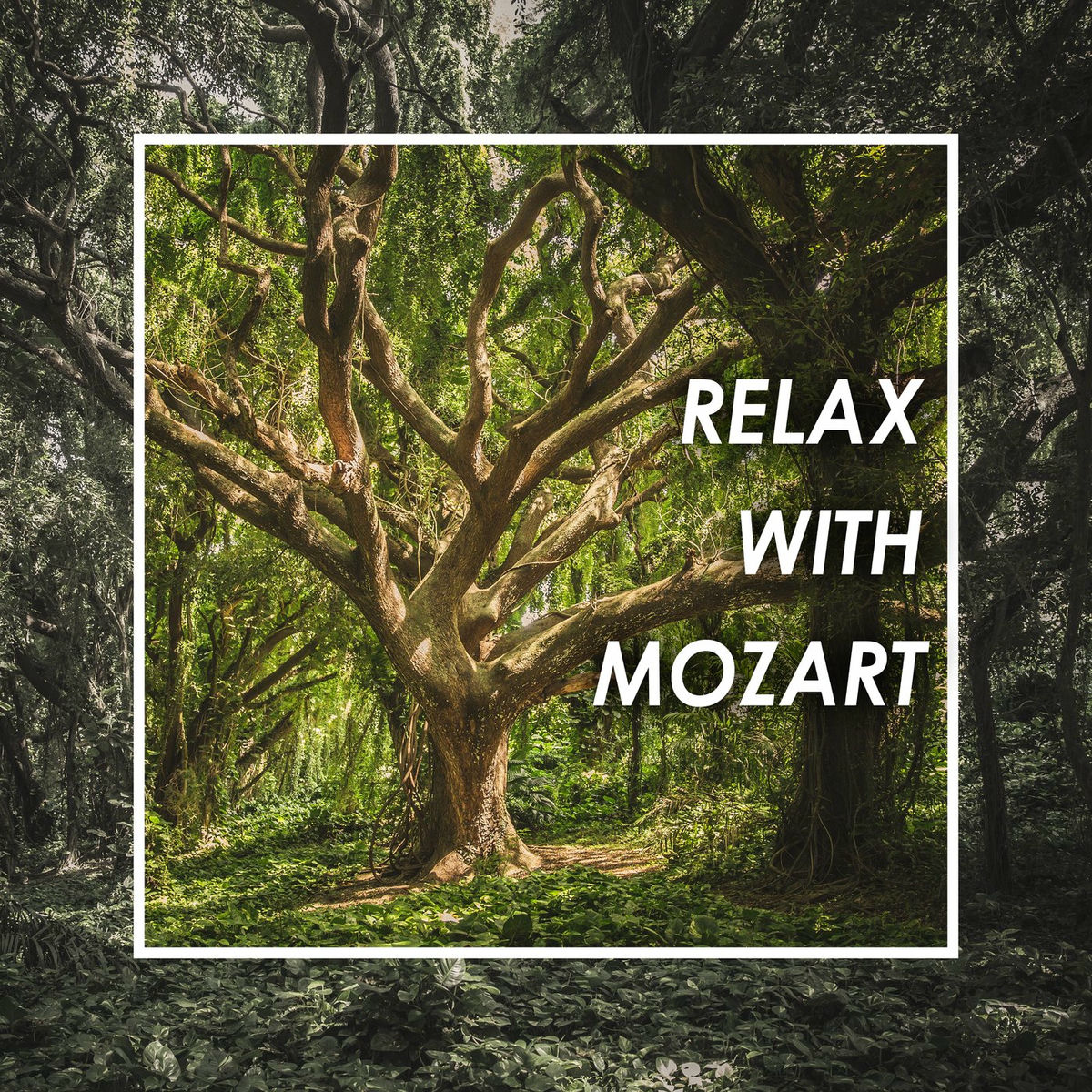 Album cover of Piano Concerto No. 21 in C Major, K. 467 : Mozart: Piano Concerto No. 21 in C Major, K. 467: 2. Andante