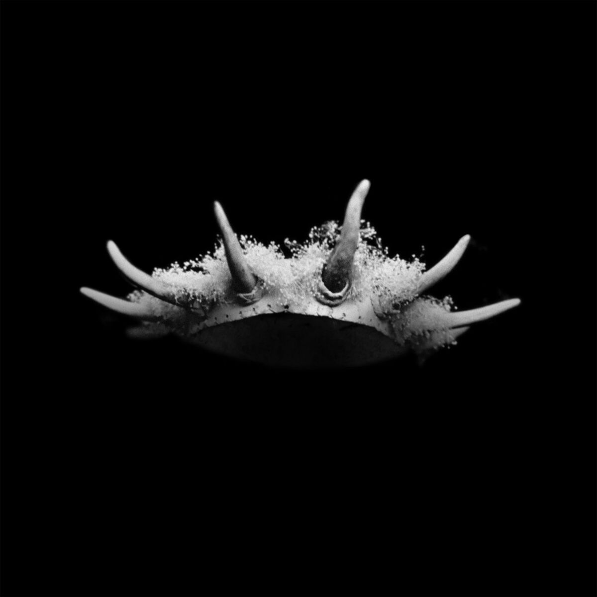 Album cover of FEEL NOTHING (RESET)