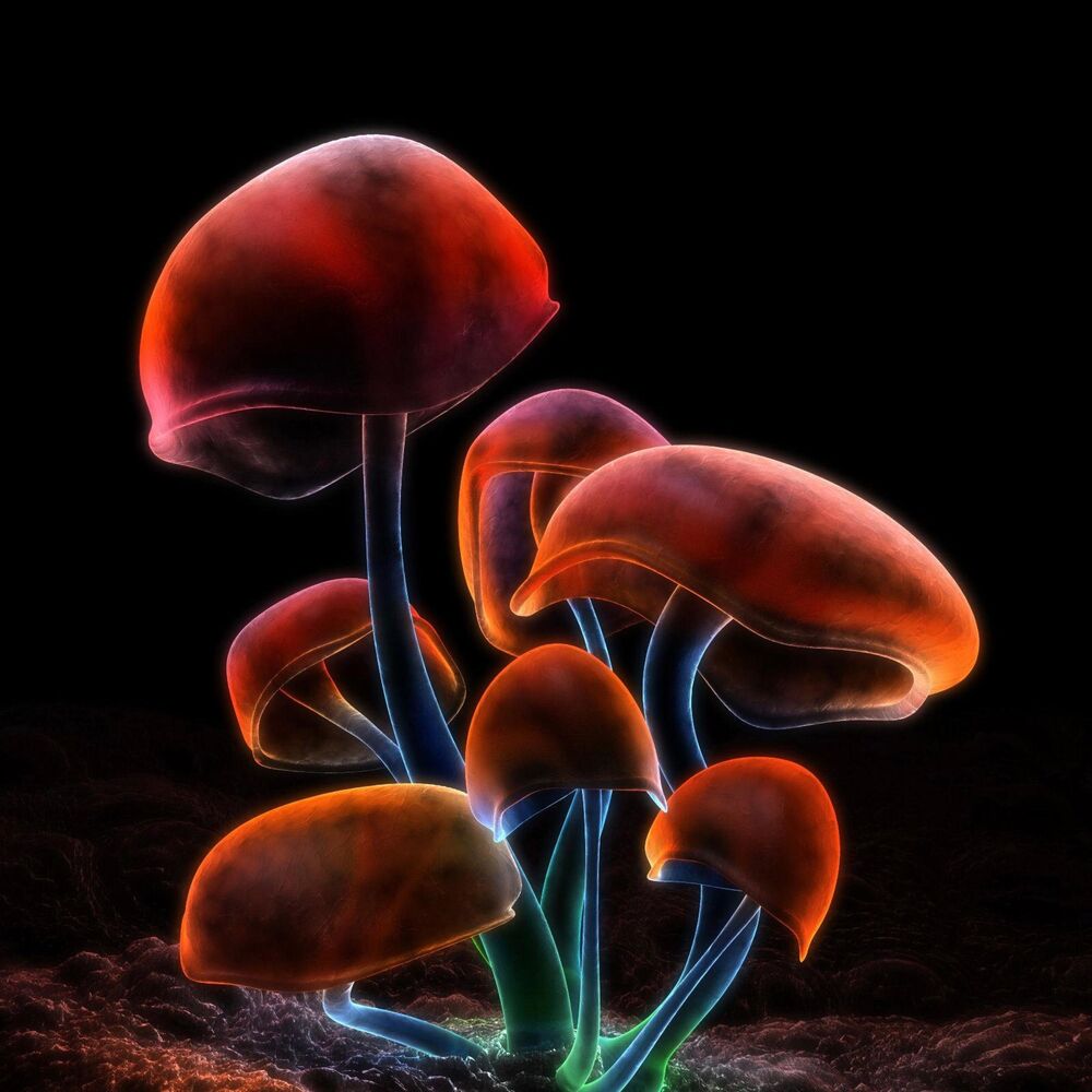 Picture of MUSHROOM FANTASY