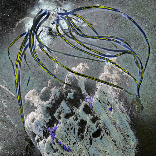 Shell