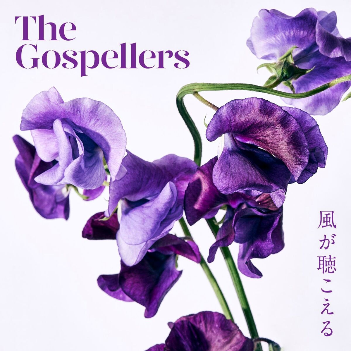 Album cover of Kazegakikoeru
