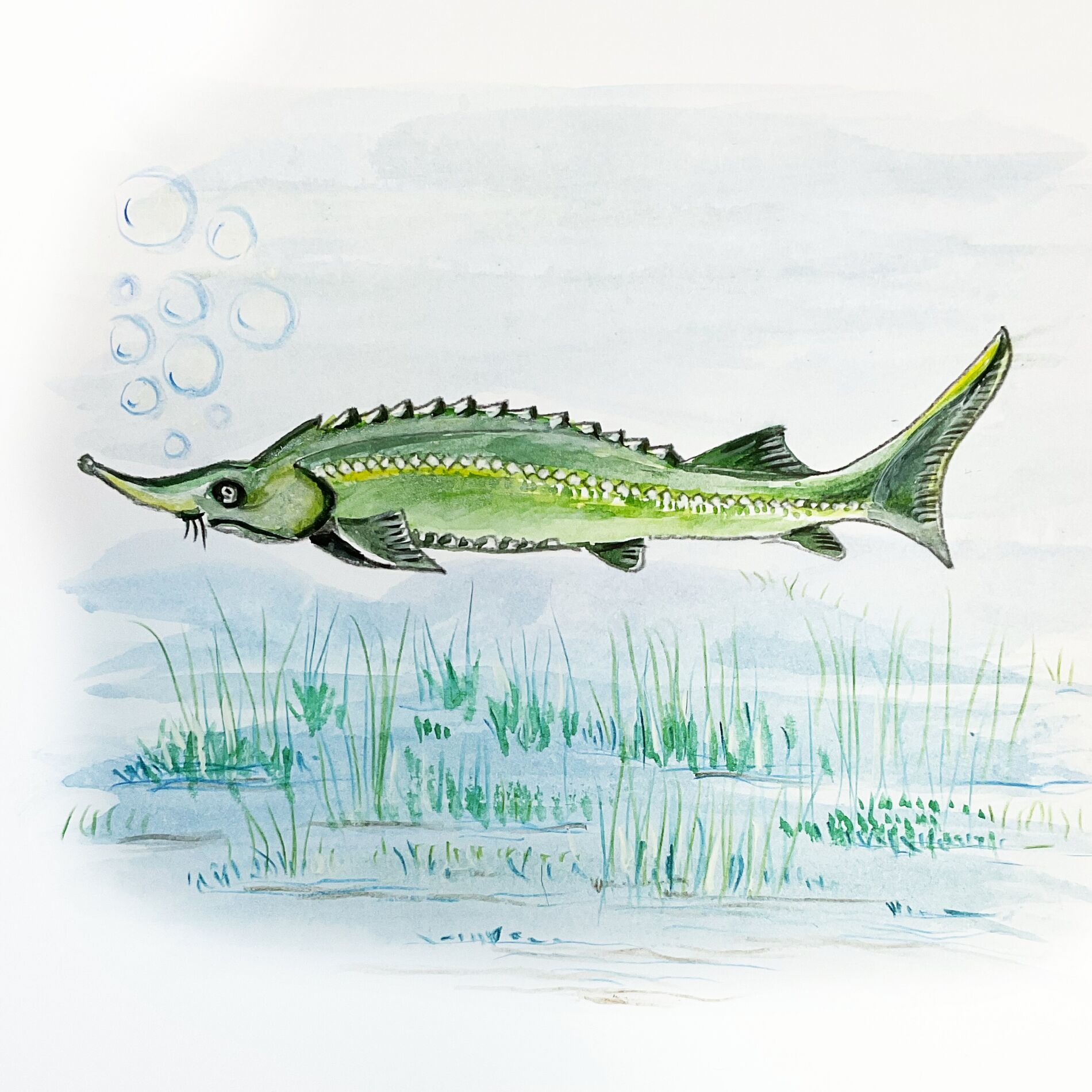 Album cover of sturgeon