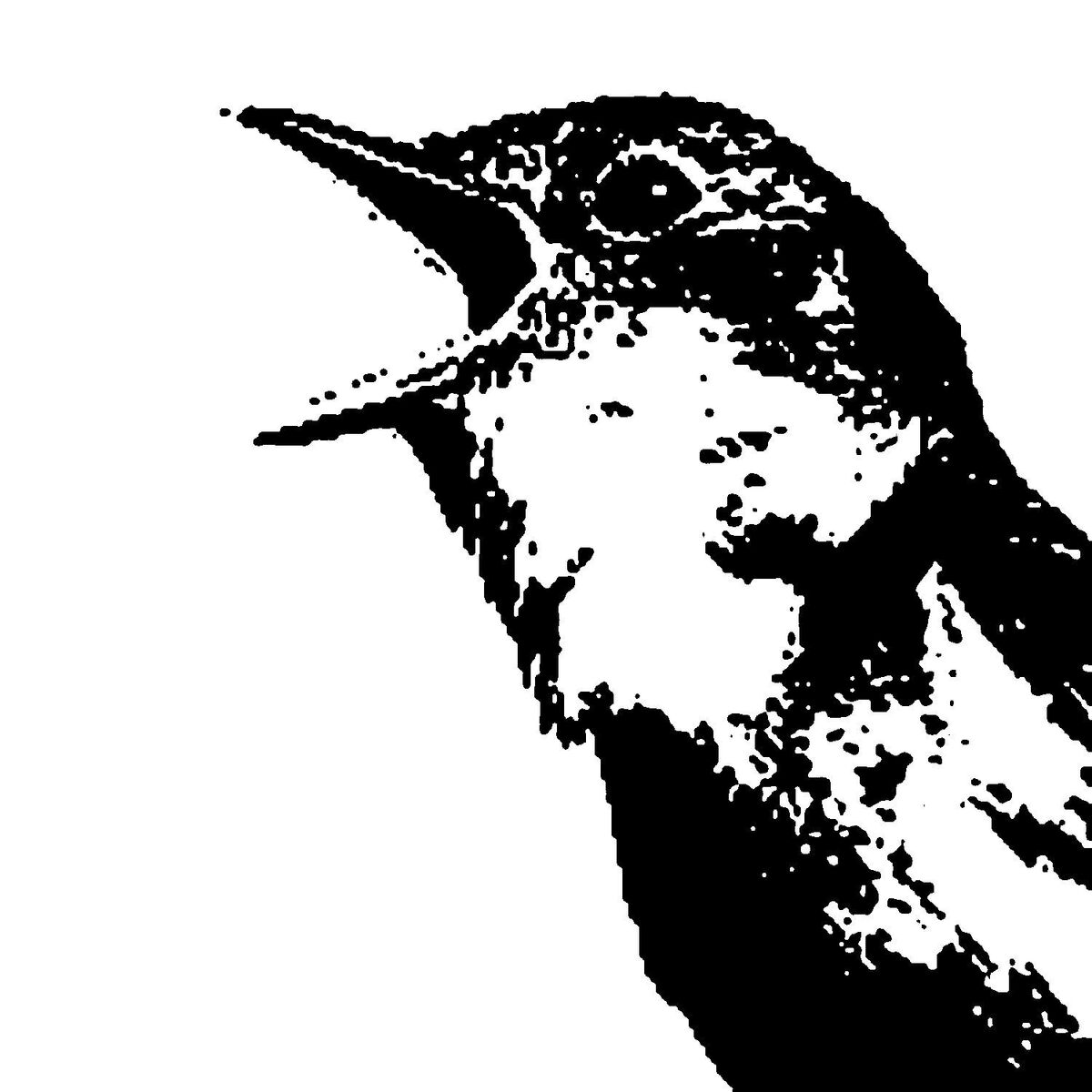 Album cover of Nightingale Variations