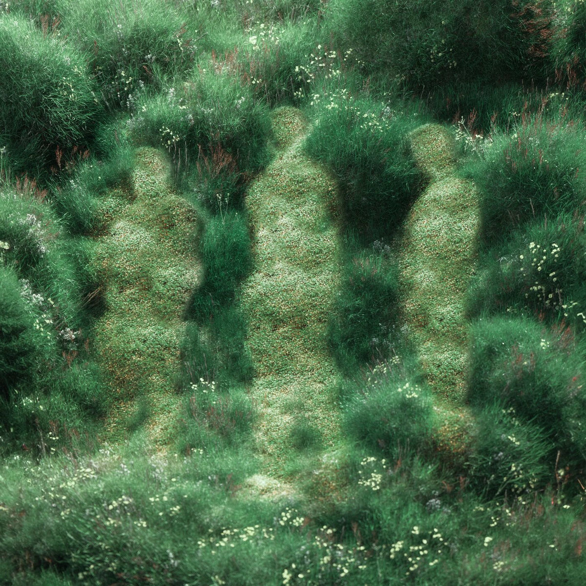 Album cover of New Grass