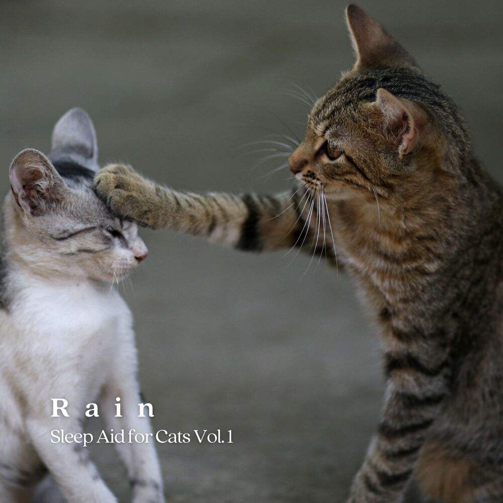 Picture of Rain: Sleep Aid for Cats Vol. 1