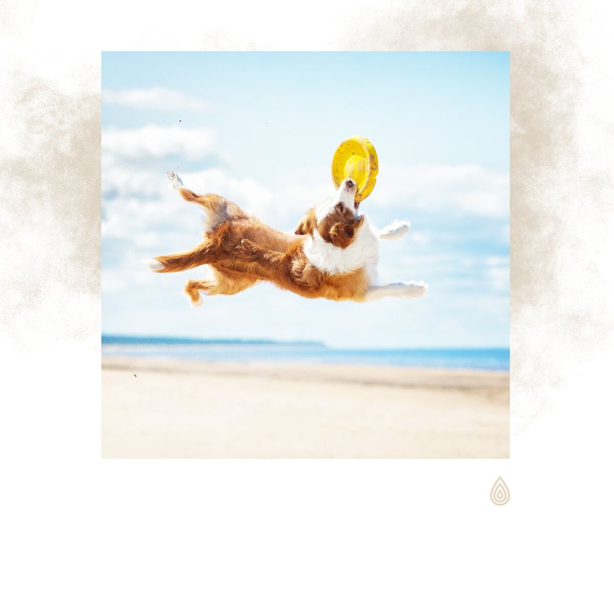 Album cover of Meilleures pistes musicales de détente pour les chiens - Sons de l'eau