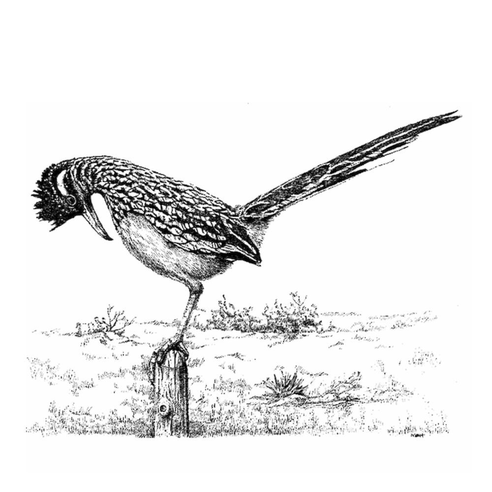 Picture of Roadrunner