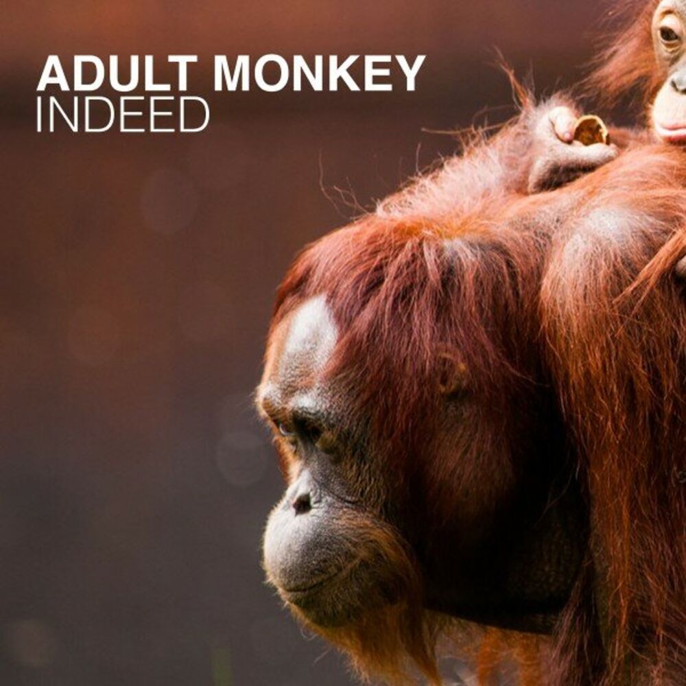 Picture of Indeed