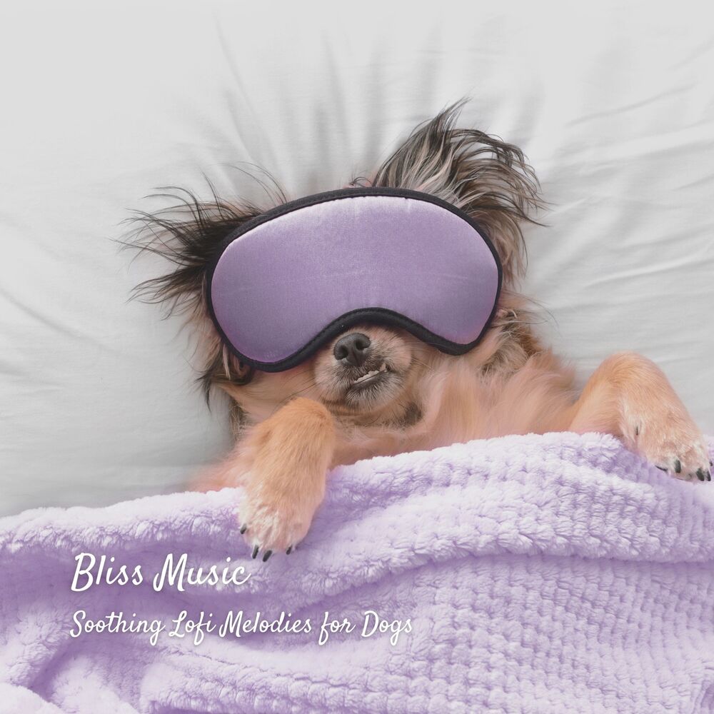 Picture of Bliss Music: Soothing Lofi Melodies for Dogs