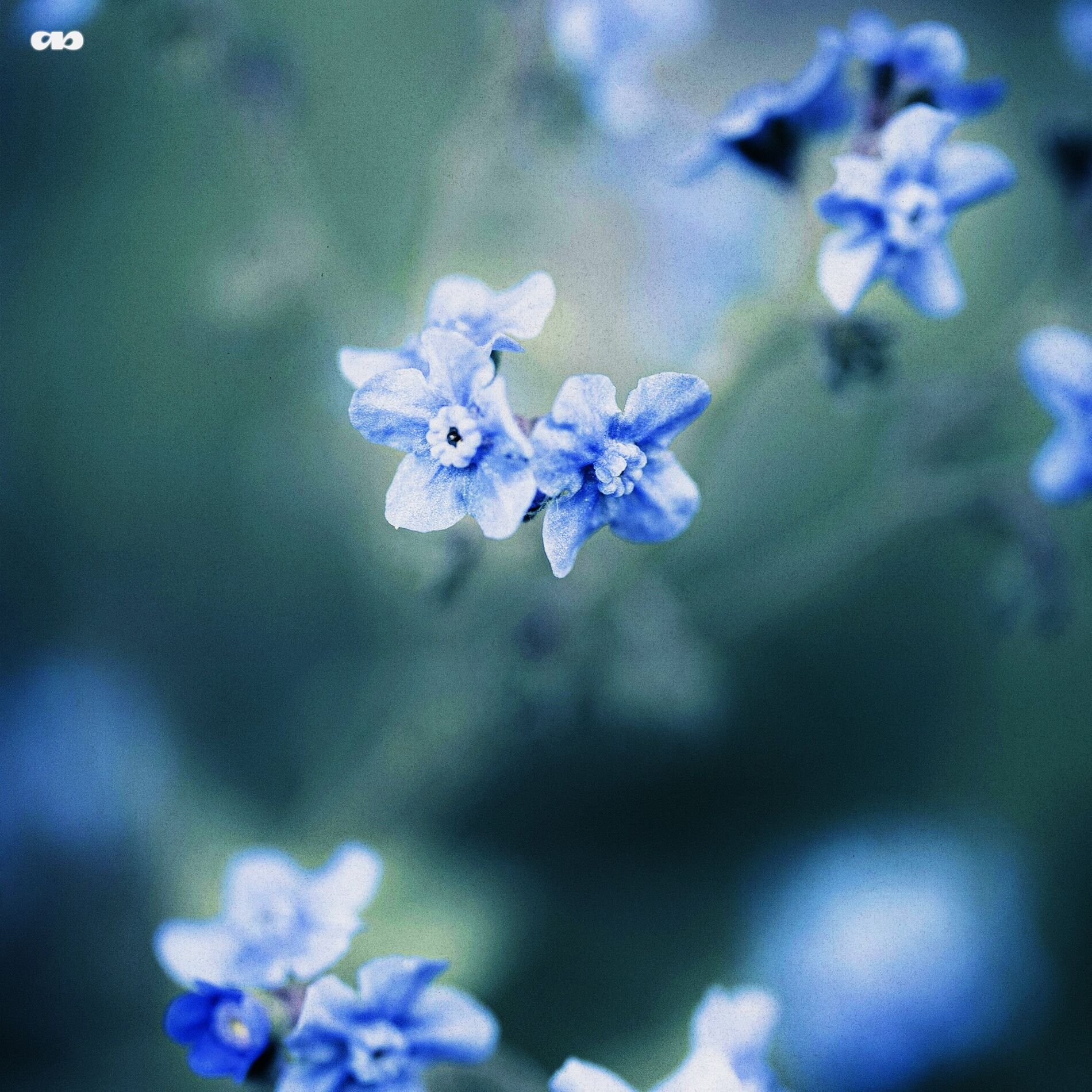 Album cover of Always You