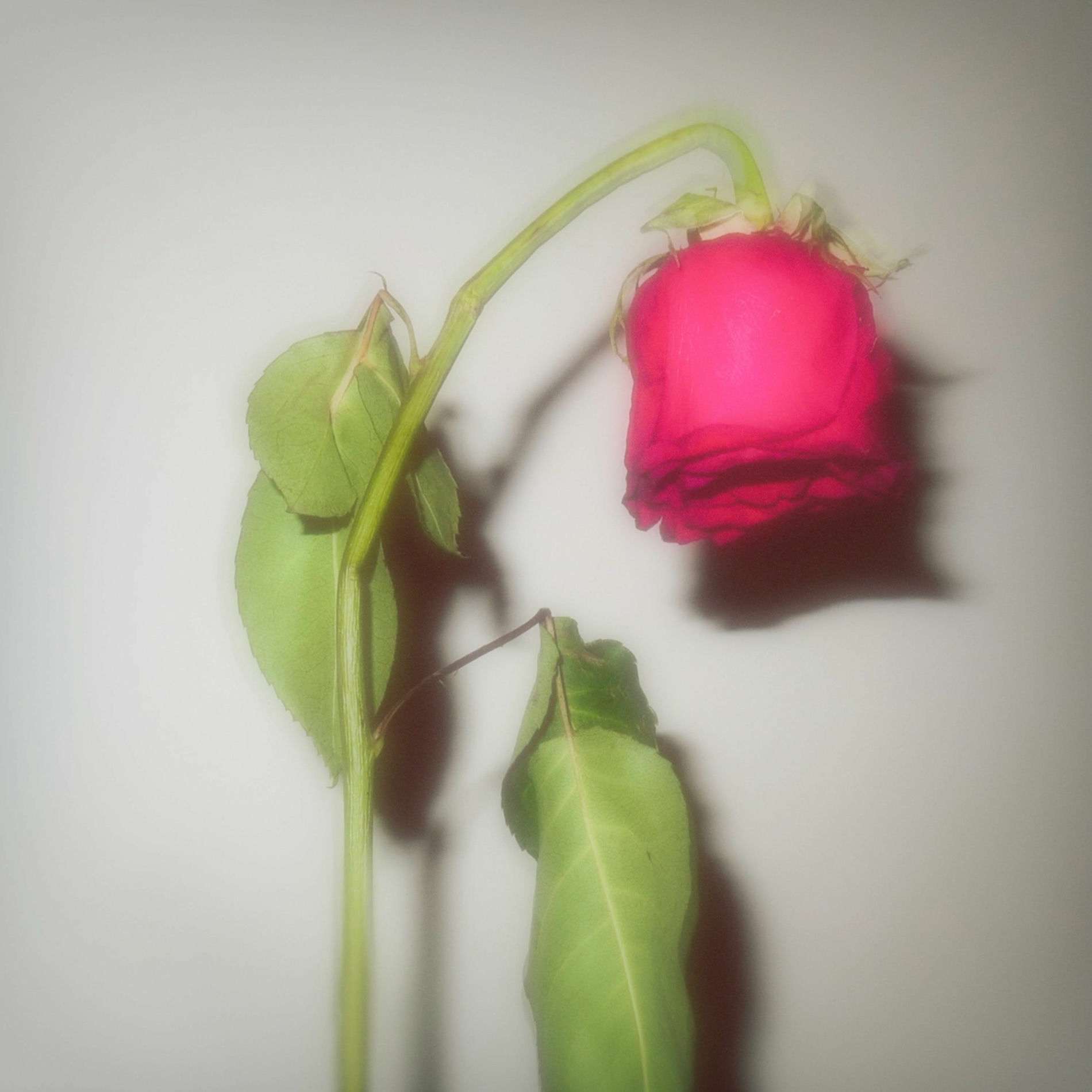 Album cover of Love You From Afar