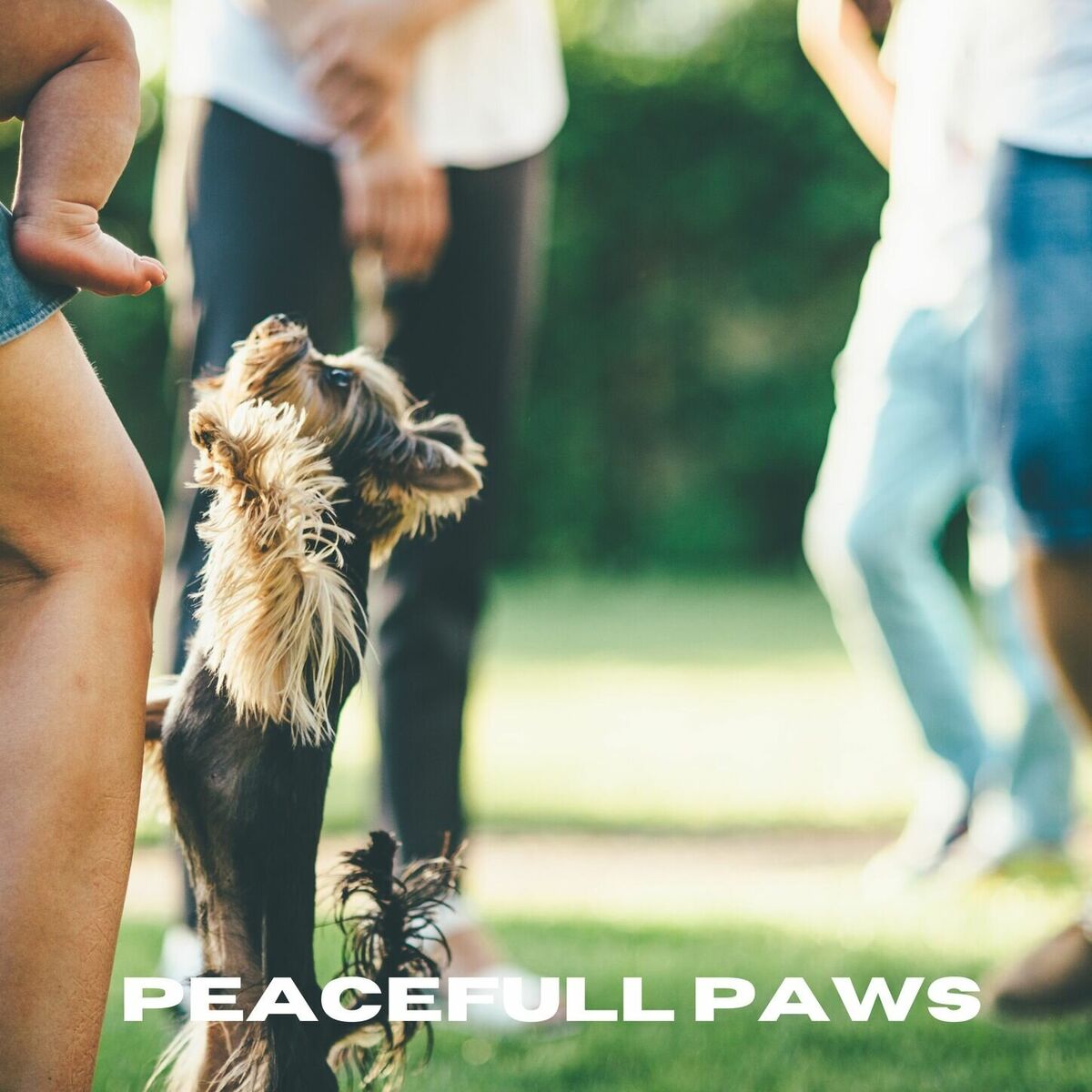 Album cover of Peaceful Paws