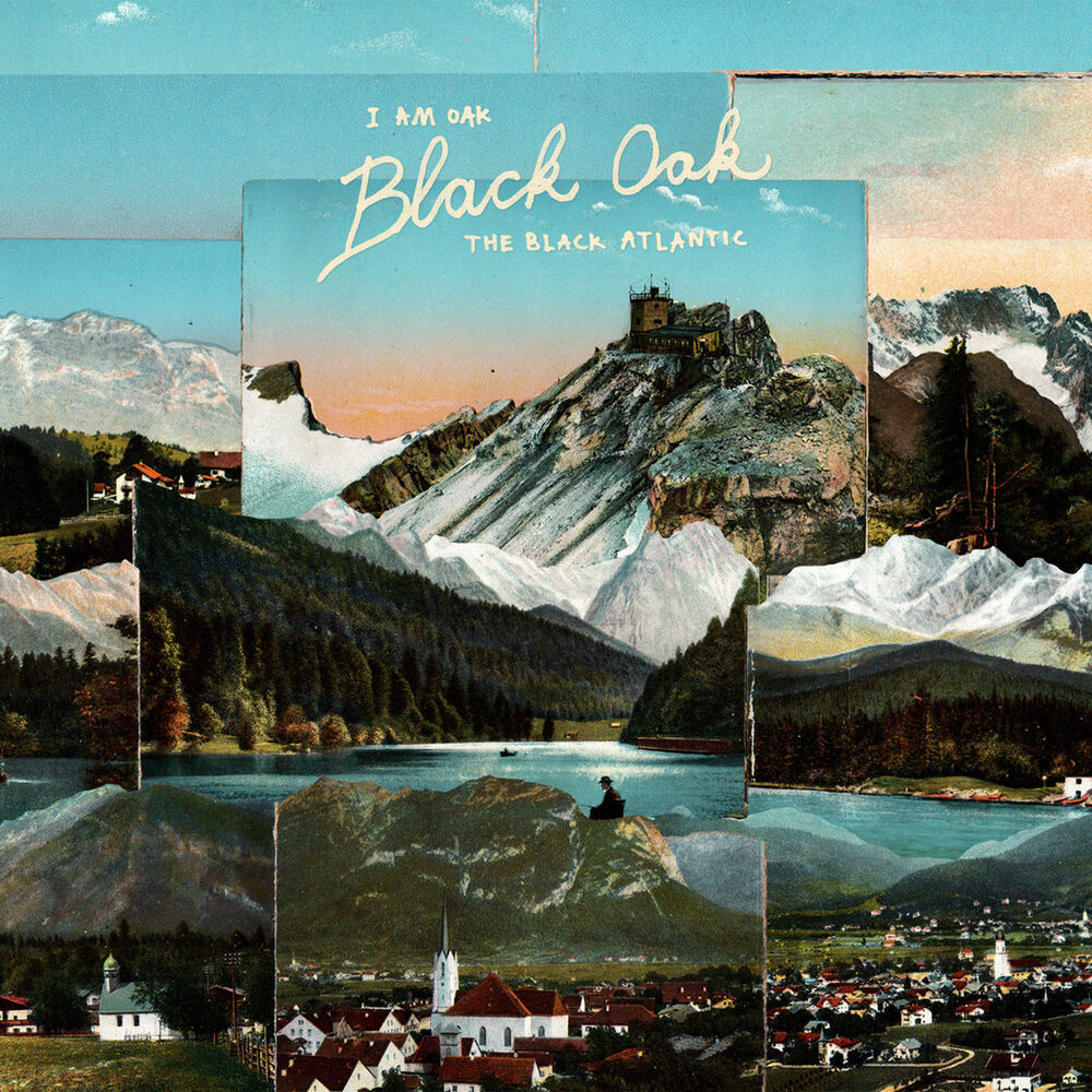 Picture of Black Oak