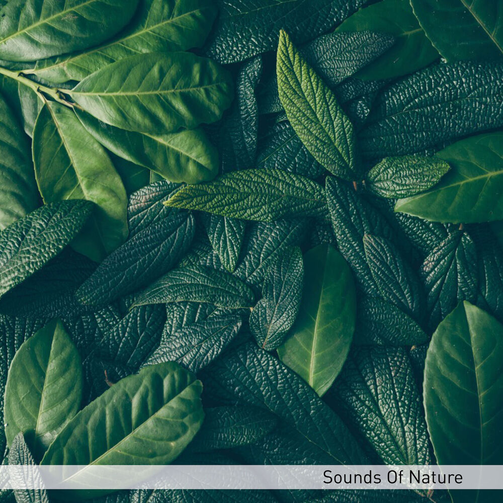Picture of Sound Of Nature
