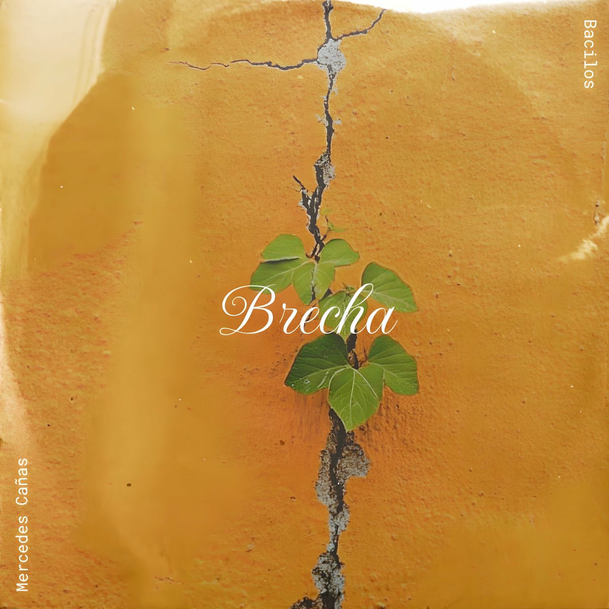 Album cover of Brecha