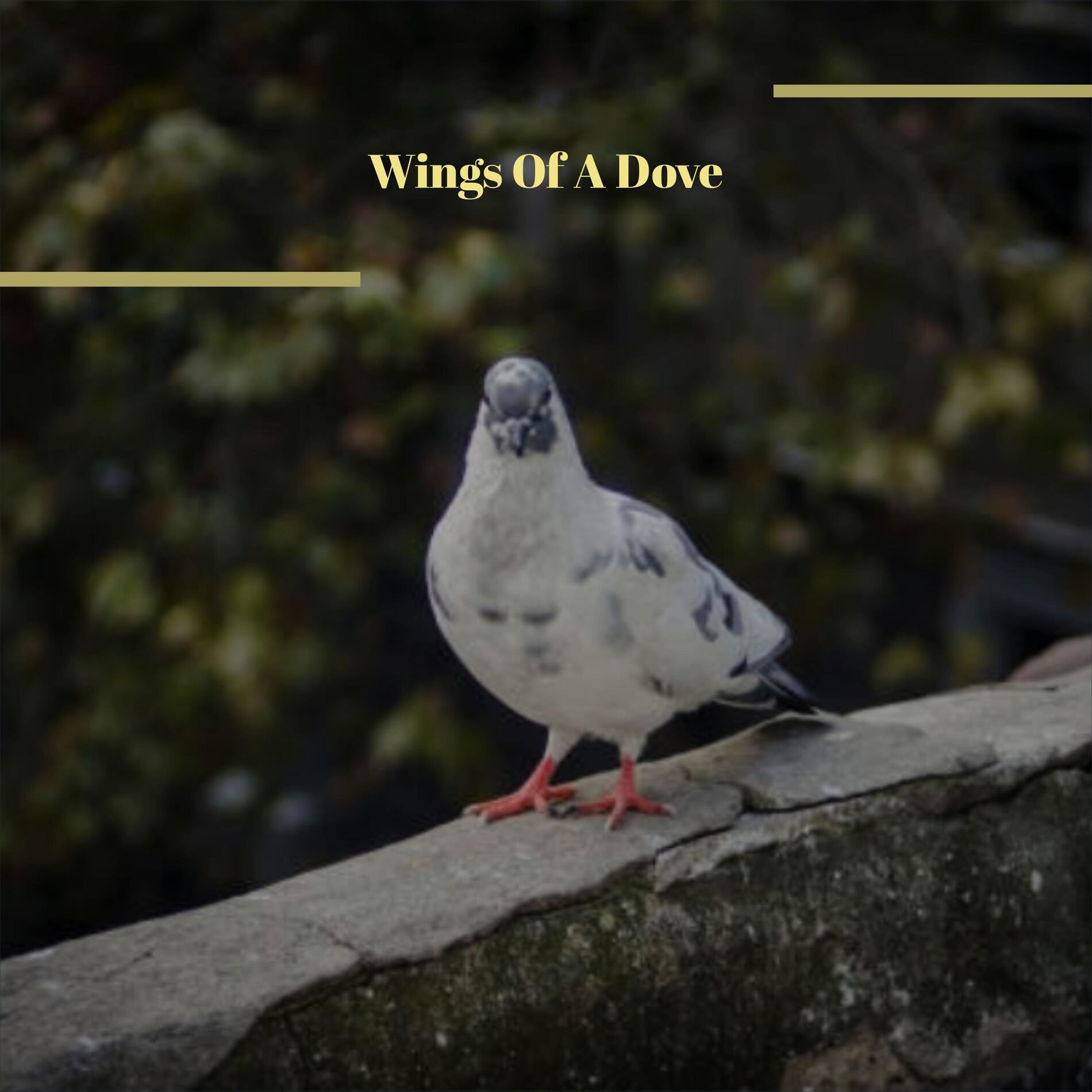 Album cover of Wings Of A Dove